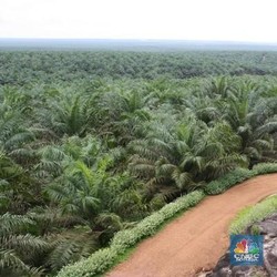 Harga CPO Sebulan Terbang 7%, Saham AALI - TAPG Full Senyum!