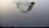 Kawanan burung Starling berdansa di angkasa sebelum mendarat turun untuk tidur di bagian selatan kota Rahat, dekat gurun Negev, Israel. (AFP/ MENAHEM KAHANA)