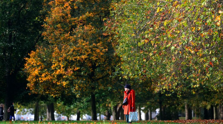 Treepedia mengungkapkan kota-kota dengan lahan hijau terluas di dunia