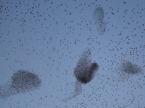 Terbang Berkelompok dalam Jarak Dekat Tapi Tak Tabrakan, Burung Ini Punya Radar?