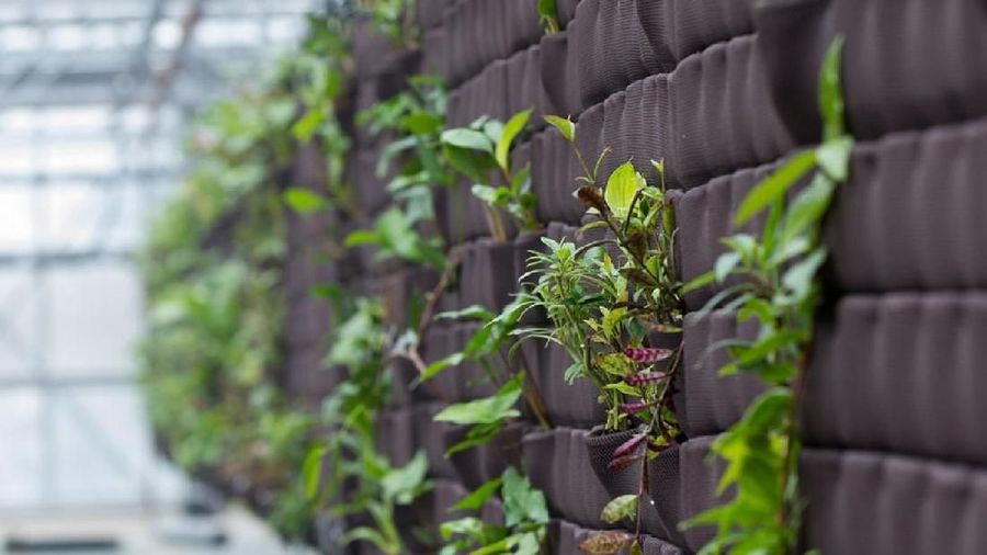 Amazon membuka kantor bernuansa hutan hujan di Seattle, Amerika Serikat (AS), dengan harapan bisa mendorong munculnya ide-ide baru dari karyawan.