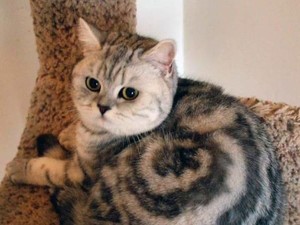 5 Cara Mudah Hilangkan Bulu Kucing yang Menempel di Karpet
