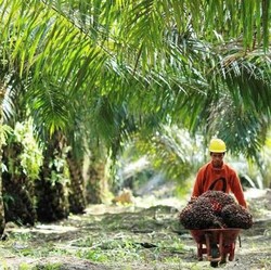 Bisnis Sawit RI Rp800 T Per Tahun, Sayang Risetnya Kalah Sama Malaysia