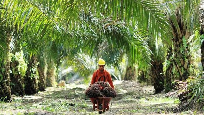 Tambang Tumpang Tindih dengan Lahan Sawit, Begini Langkah PT Timah