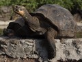 Galapagos Ingin Jadikan TN Komodo 'Saudaranya'