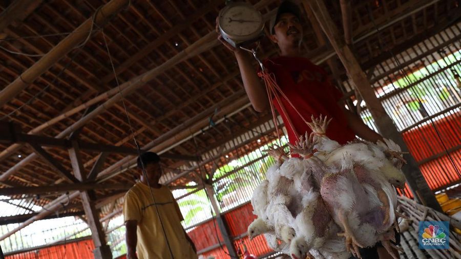 Harga ayam di tingkat peternak anjlok.