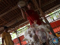 Jelang Imlek Harga Ayam Potong Masih Stabil
