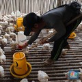 Harga Ayam Naik, Reli Saham Charoen Pokphand Berlanjut
