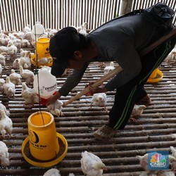 Harga Ayam Anjlok, Saham Emiten Poultry kok 'Berpesta'?