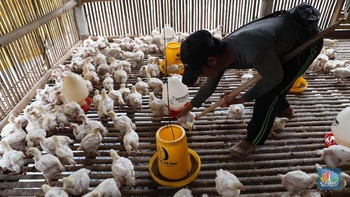 Mau Ekspor ke Singapura, Ternyata Ayam RI Termahal di Dunia