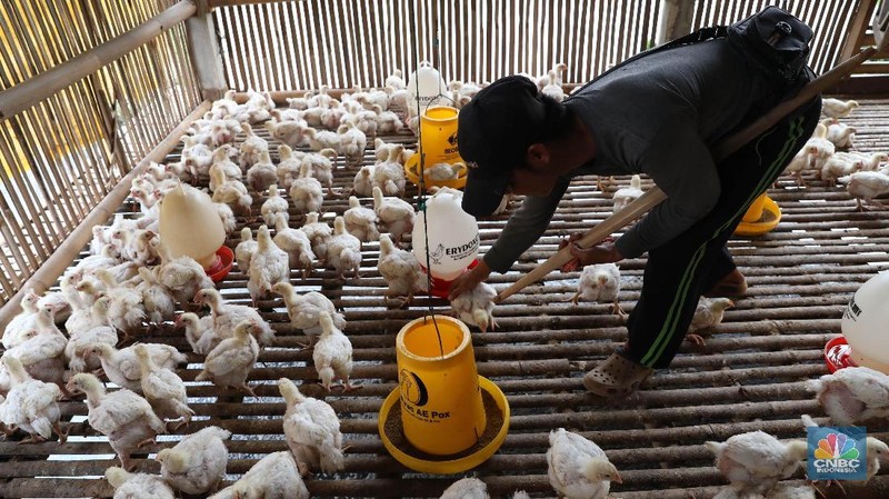 Jelang perayaan imlek harga ayam potong normal dan permintaan tidak melonjak.