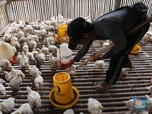 Harga Ayam Anjlok, Saham Emiten Poultry kok 'Berpesta'?