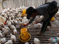Harga Ayam Naik, Reli Saham Charoen Pokphand Berlanjut
