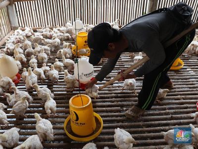 Bungkil Kedelai AS Bakal Serbu RI, Peternak Ayam Bilang Begini