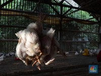 Bukan Sapi & Kambing, Kisah Unik Sahabat Nabi yang Justru Kurban Ayam