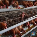 Harga Ayam Sering Anjlok, Mendag Keluarkan 'Jurus Gudang'