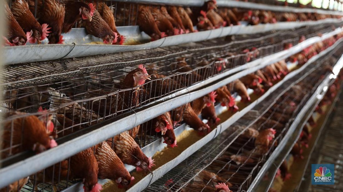 18b6f9a3-e30b-4073-b060-6cf56a7d3434_169 Produksi Ternak Dunia Terancam Jika Masalah Kesehatan Ini