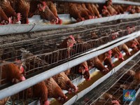 Produksi Ternak Dunia Terancam Jika Masalah Kesehatan Ini Terjadi