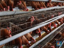 Kementan Ingin Peternakan Ayam Pindah ke Sulawesi