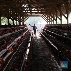 Pilih Pensiun, Jenderal Bintang 3 Ini Kaya dari Jualan Ayam