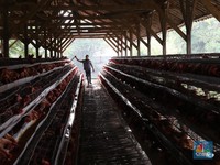Pilih Pensiun, Jenderal Bintang 3 Ini Kaya dari Jualan Ayam
