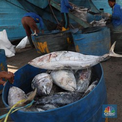 Duh, Produk Perikanan RI Dianggap di Bawah Kualitas Jepang