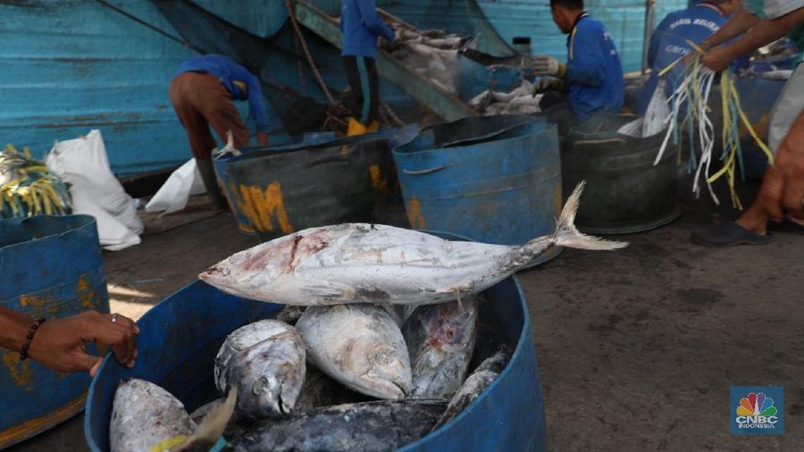 Ikan Cakalang hasil tangkapan nelayan dibongkar dari kapal di Pelabuhan Perikanan Samudra Nizam Zachman, Muara Baru Jakarta, Kamis (1/2/2018). Ditahun 2018 KKP menargetkan nilai ekspor perikanan Indonesia capai USD5,4 miliar. (CNBC Indonesia/Muhammad Sabki)