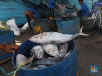 Duh, Produk Perikanan RI Dianggap di Bawah Kualitas Jepang