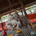 Tragis Nasib Peternak Ayam RI: Harga Anjlok-Rugi Miliaran Gegara Ini