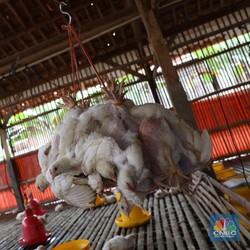 AS Naikkan Bea Masuk Poultry, Bagaimana Nasib JPFA Dkk?