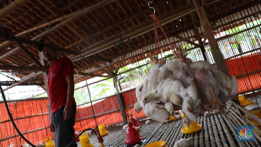 Bagaimana nasib emiten-emiten poultry jika AS jadi menaikkan bea masuk bagi produk-produk poultry asal Indonesia?