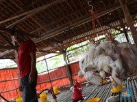 AS Naikkan Bea Masuk Poultry, Bagaimana Nasib JPFA Dkk?