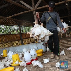 Di Balik Harga Ayam Turun Murah, Peternak 'Nangis Darah'
