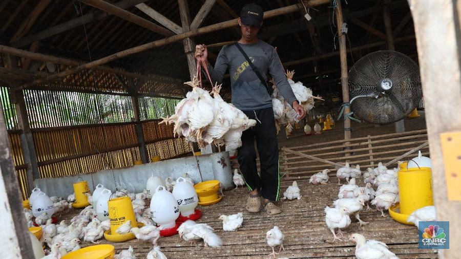 Pekerja memasukkan ayam hasil peternakan di Kawasan Kali Baru, Depok, Jawa Barat, Jumat (2/2/2018). Harga ayam potong ditingkat peternak kisaran harga Rp22 ribu- Rp24 ribu per ekor. meski jelang imlek harga ayam potong normal dan permintaan dari pasaran tengkulak juga standar. menurut para pekerja tengkulak ayam justru jelang lebaran dan tahun baru permintaan ayam meningkat. peternakan ayam dikawasan tersebut dapat menghasilkan 2000-3000 ayam potong sehari. Dan ayam tersebut di bawa ke pasar-pasar di daerah kawasan Depok, Cibinong hiingga pasar minggu.  (CNBC Indonesia/Muhammad Sabki)