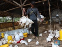 Tren Turun Mulai Terbatas, Saham Japfa Diburu Lagi