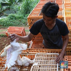 DPR Sentil Kementan Soal Impor Bibit Induk Ayam, Kenapa?