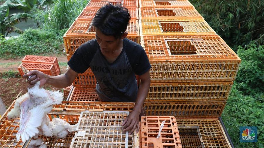 Jelang perayaan imlek harga ayam potong normal dan permintaan tidak melonjak.