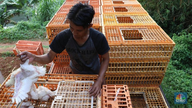 Jelang perayaan imlek harga ayam potong normal dan permintaan tidak melonjak.