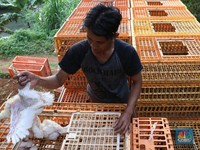 DPR Sentil Kementan Soal Impor Bibit Induk Ayam, Kenapa?