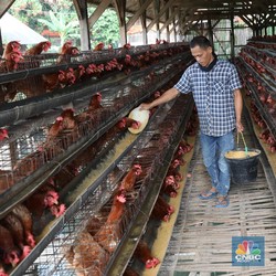 Nah! Ini Dia Capres Idaman Pilihan 6 Juta Peternak Ayam