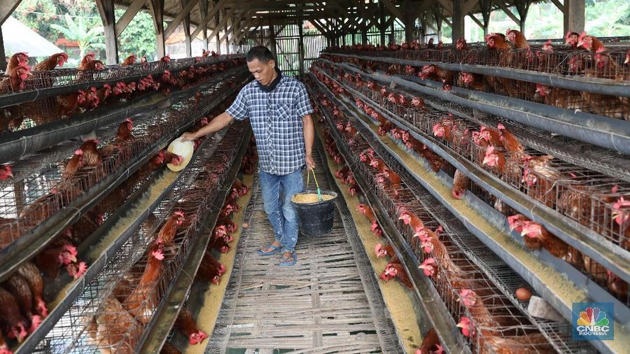 Pasokan ayam dan telur berlebih jelang puasa. 