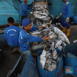 Jokowi Sentil Impor Tepung Ikan, Lucu RI Kalah dari China