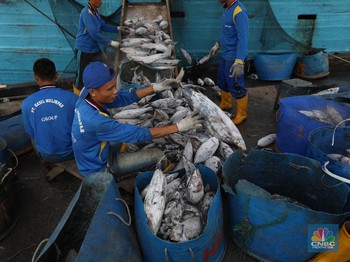 Jokowi Sentil Impor Tepung Ikan, Lucu RI Kalah dari China