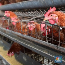 China Hapus Tarif Pakan Ternak Saat Perang Dagang Memanas