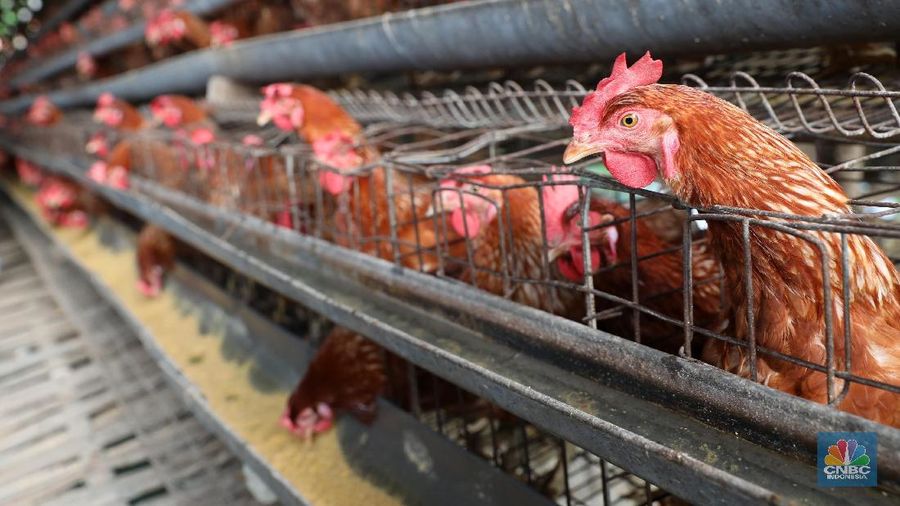 Bea impor China untuk kedelai saat ini adalah 3%, sementara rapeseed 9%, soymeal dan tempe 5%, dan makanan ikan 2%.