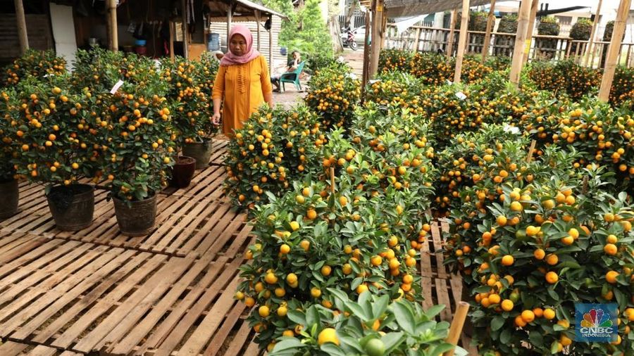 Pohon jeruk Imlek yang diyakini sebagai simbol keberuntungan dan kemakmuran itu diminati pembeli sebagai dekorasi rumah, hotel, hingga pusat perbelanjaan.