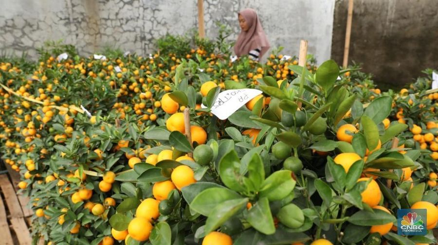 Pohon jeruk Imlek yang diyakini sebagai simbol keberuntungan dan kemakmuran itu diminati pembeli sebagai dekorasi rumah, hotel, hingga pusat perbelanjaan.
