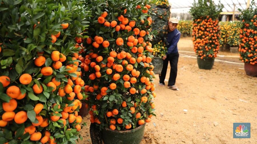 Pedagang merawat pohon jeruk imlek impor dari Taiwan yang dijual di kawasan Meruya Utara, Jakarta Barat, Senin (5/2/2018). Pohon jeruk Imlek yang diyakini sebagai simbol keberuntungan dan kemakmuran itu diminati pembeli sebagai dekorasi rumah, hotel, hingga pusat perbelanjaan. (CNBC Indonesia/ Andrean Kristianto)