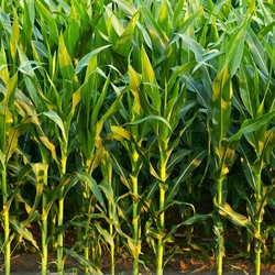Prabowo Mau Swasembada Pangan, Petani Jagung Beberkan Penyakit Klasik
