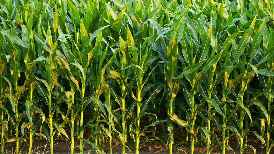 Corn Field Closeup. Few Weeks Old Corn. Agriculture Collection.